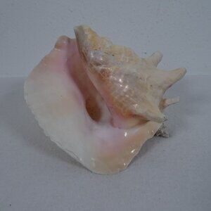 Giant Natural Queen Conch Seashell Vintage 8" inches Ocean Pink Nautical Ocean